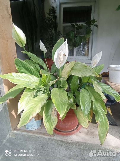 Комнатные цветы шефлера