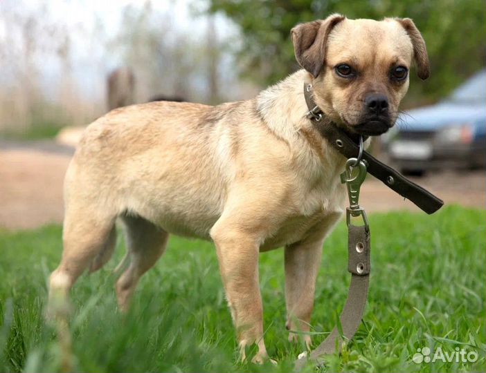 Маленькая собачка Лона в поисках дома