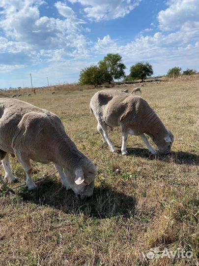 Тексель ташлинские овцы ярки
