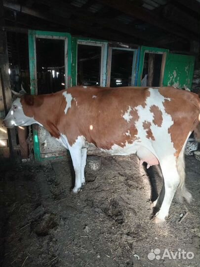 Корова дойная