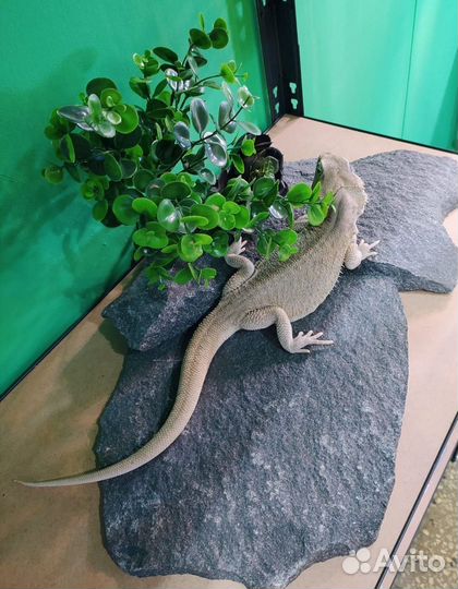 Бородатая агама Зеро