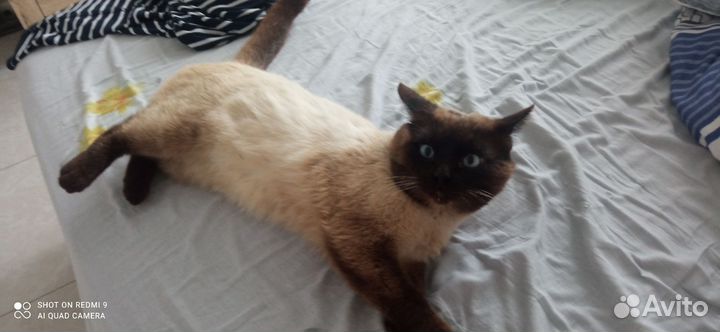 Кошка