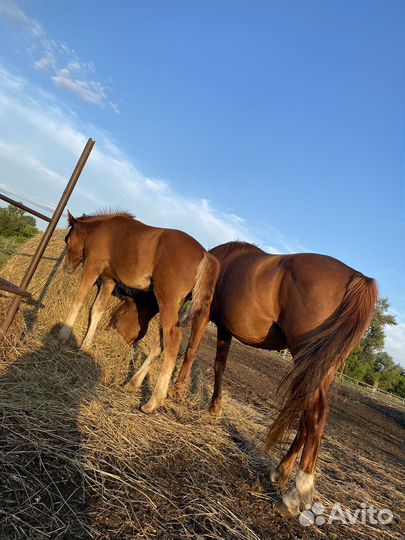 Кобыла с жеребенком