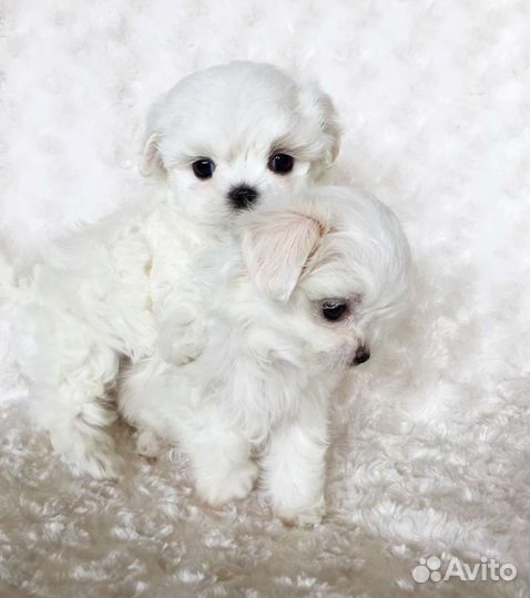 Мальтипу микро мини