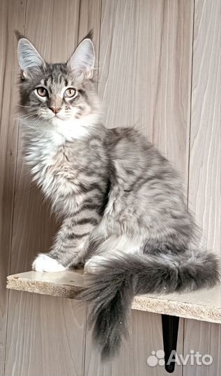 Мейн куны с документами