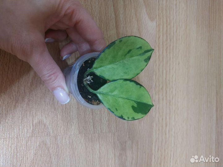 Хойя почтой