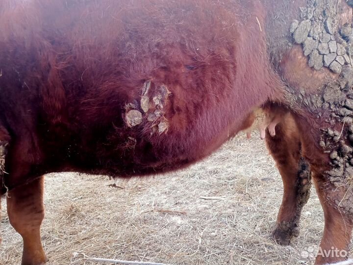 Продам корову