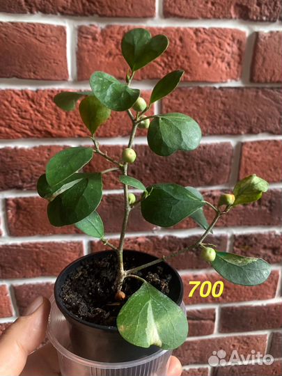 Сортовые фикусы