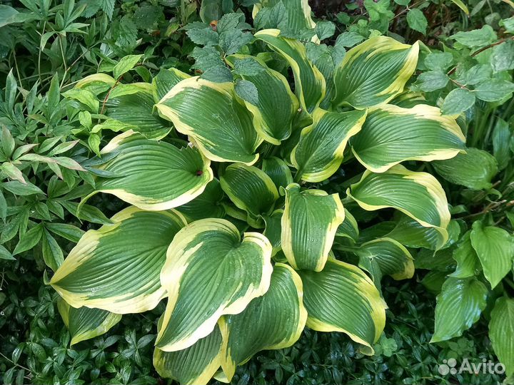 Набор сортовых хост