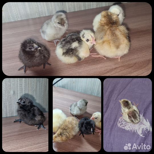 Цыплята суточные несушки