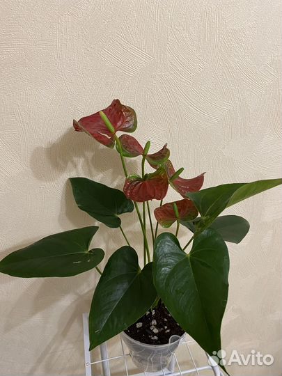 Туренза антуриум красный с зелеными ушками