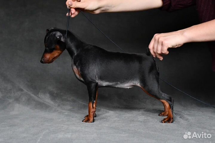 Черно-подпалая зажигалочка