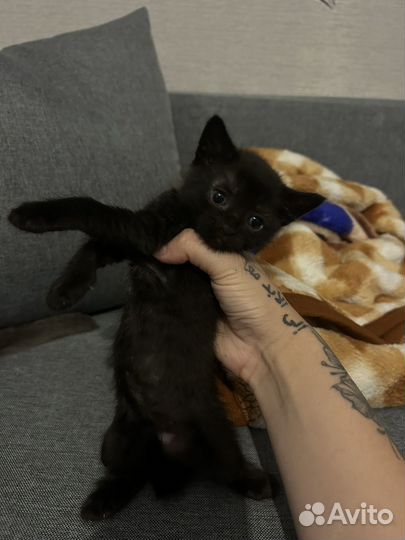 Британские котята