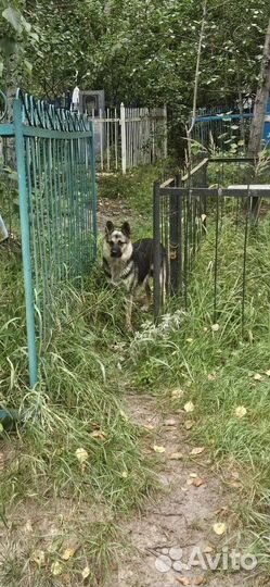 Милые щенки