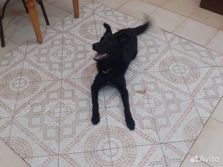 Отдам в добрые руки