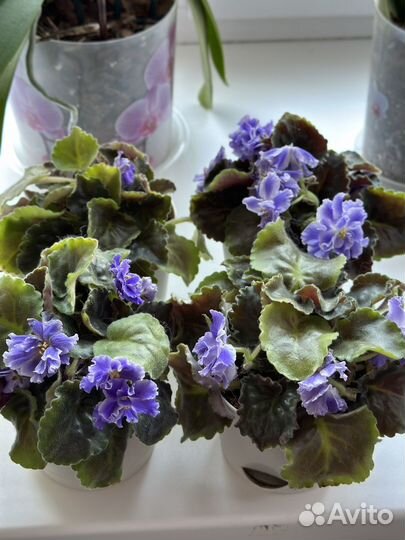 Фиалки махровые