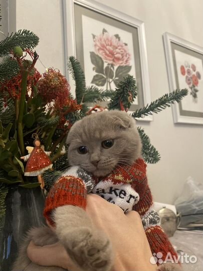 Кошка на дом