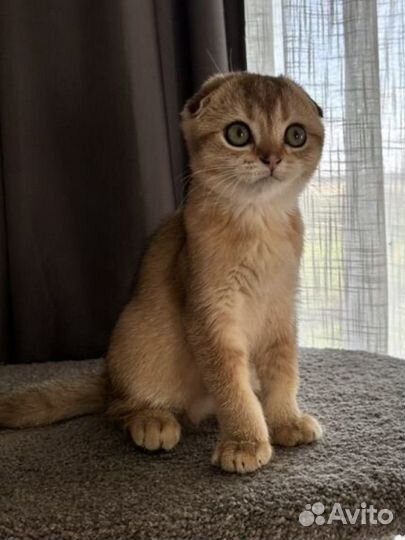 Шотландский золотой фолд