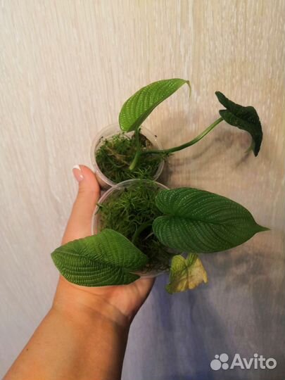 Филодендрон линханони,жёлтая кобра,филодендрон Вай