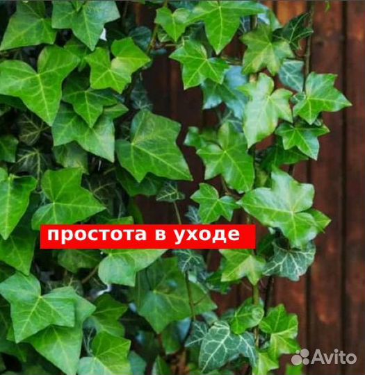 Искусственный плющ