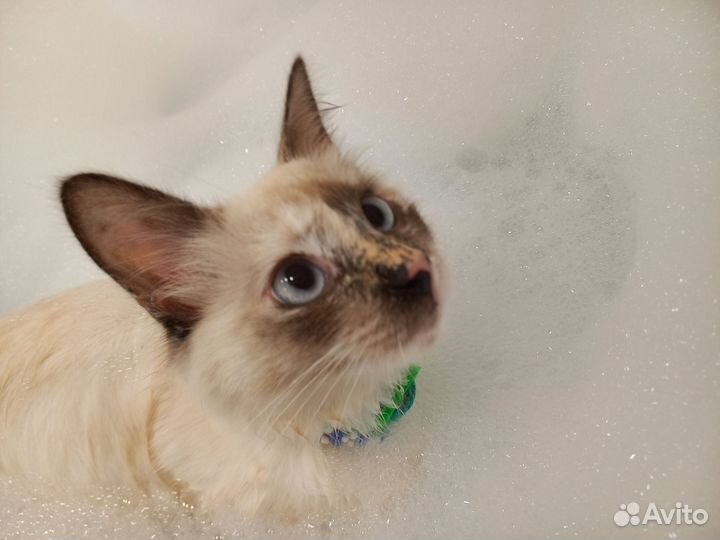 Котята без породы