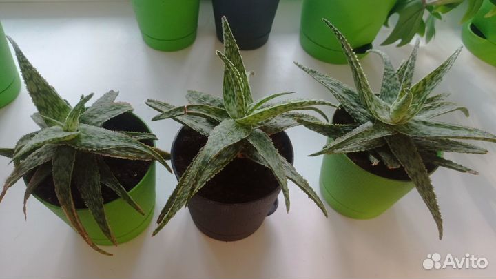 Алоэ Раухи Aloe Rauhii