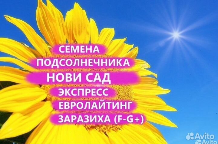 Семена подсолнечника Нсх, Нс, Нс х, Запорожье