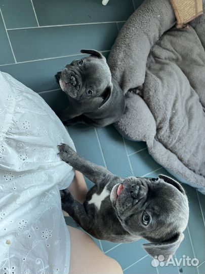 Французский бульдог мальчик