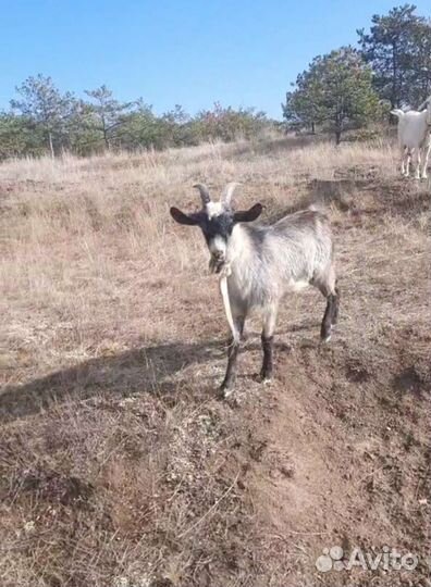 Козел вязка