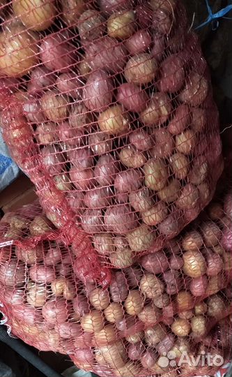 Картофель на корм