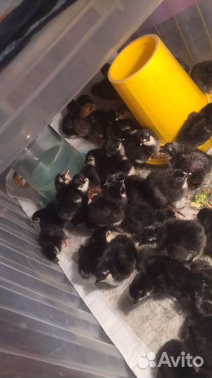 Синь Синь Дянь