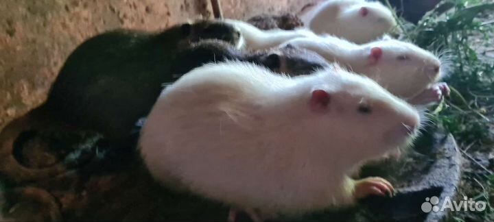 Нутрии на племя