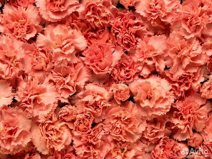 Гвоздики оптом и в розницу