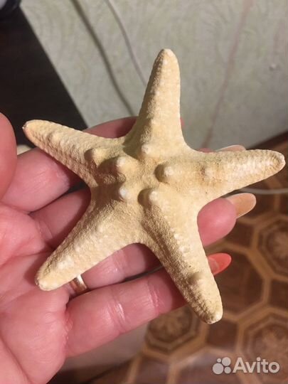 Морские ракушки