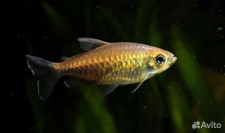 Тетра конго