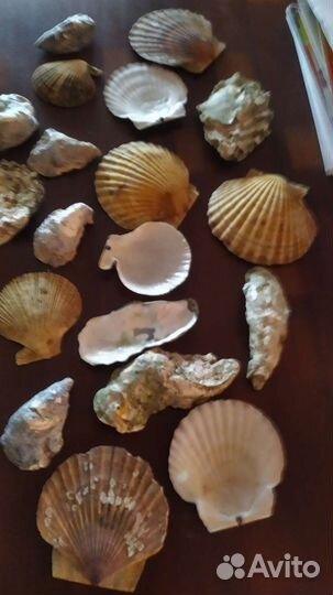 Створки от устриц