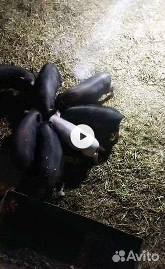 Вьетнамские поросята