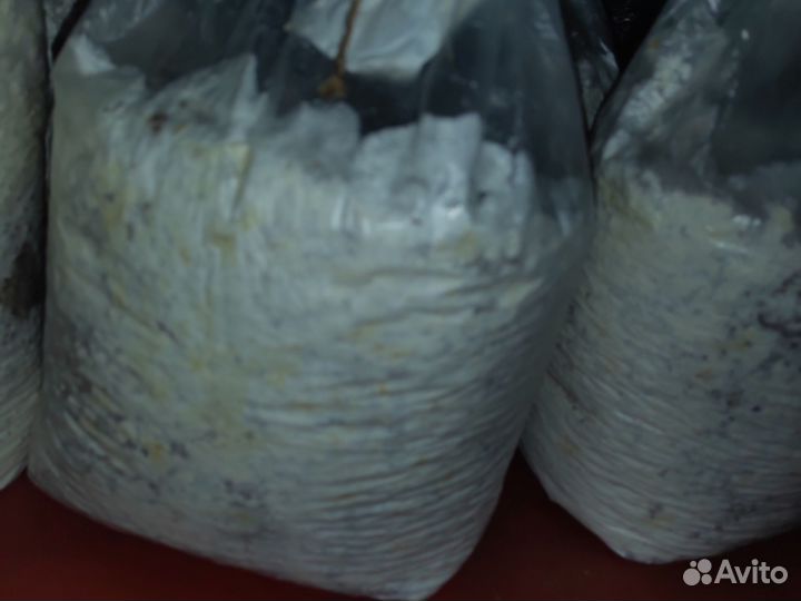 Мицелии еринги