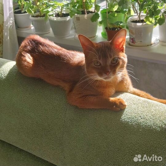 Абиссинская