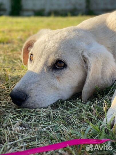 Щенки в дар