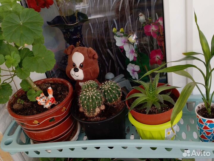 Комнатные цветы