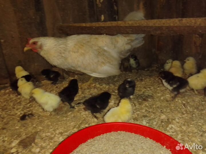 Наседка с цыплятами