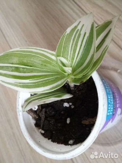 Комнатные растения (обновление)