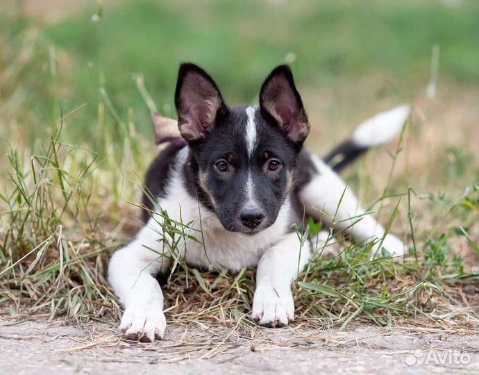 Щенок Милли (девочка 4мес) в дар