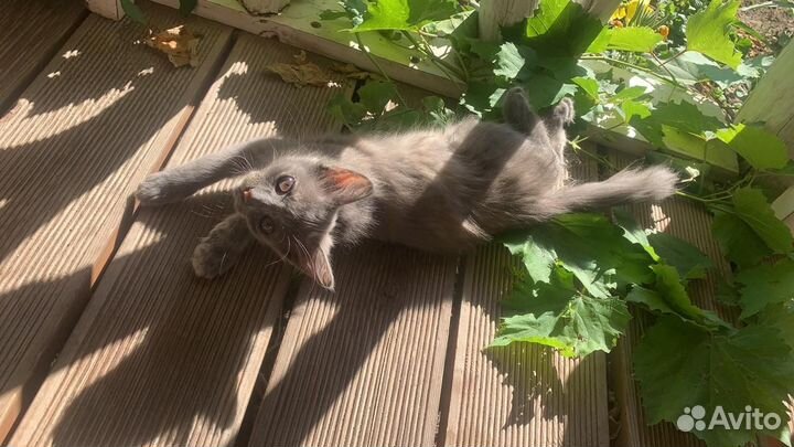 Помогите с пристройством