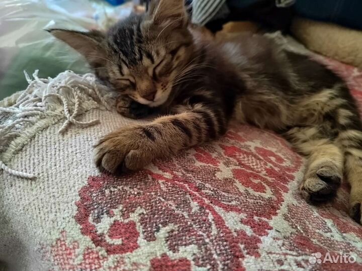 Кошки в добрые руки бесплатно