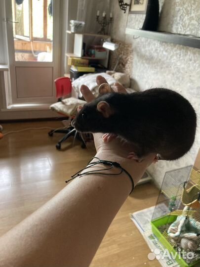 Крыса с клеткой