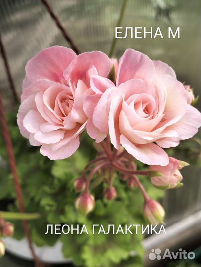 Леона Галактика пеларгония