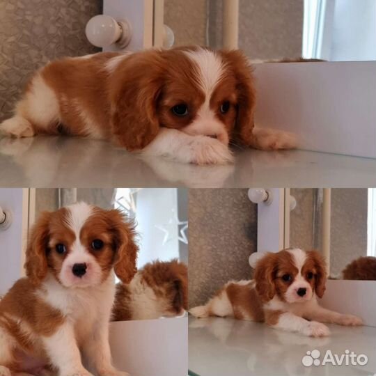 Кавалер кинг чарльз спаниель щенки