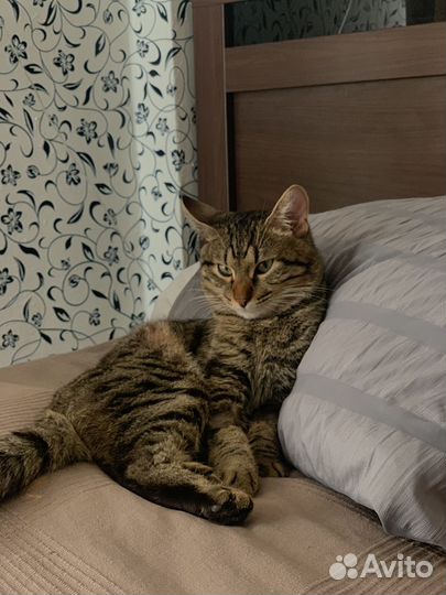 Кот вязка